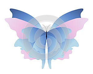 Pink blue butterfly