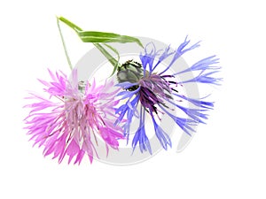 Pink and blue cornflower