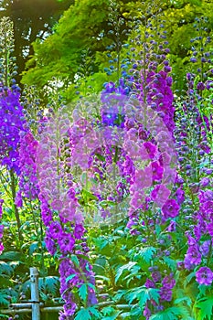 Pink Blue Delphinium Van Dusen Garden Vancouver British Columbia Canada
