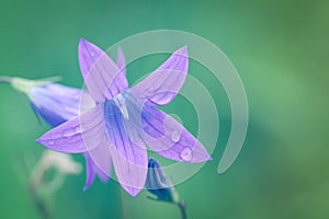 Pink and blue flower bellflower macro, close up. Blooming bellflower flowers in meadow with soft colors effect and