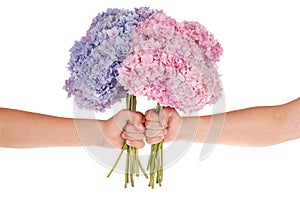 Pink and blue flower hydrangea in hands (Clipping path)