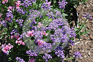 Pink and blue flowers of Nemesia plants in garden