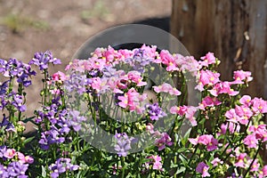 Pink and blue flowers of Nemesia plants in garden