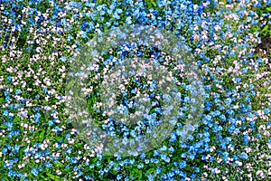 Pink and blue forget-me-not flowers