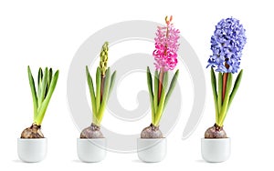 Pink and blue hyacinth blooming photo