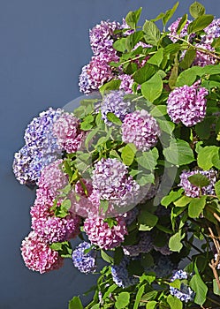 Pink and blue hydrangea flowerbed