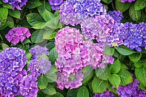 Pink and blue hydrangea flowerbed