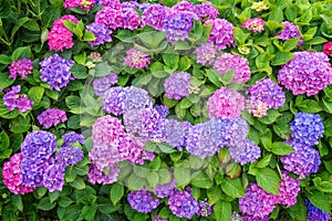 Pink and blue hydrangea flowerbed