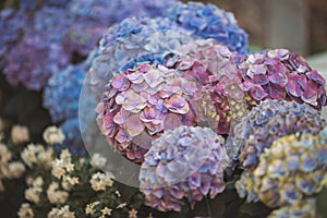 Pink, blue, lilac, violet, purple Hydrangea flower blooming in spring and summer in a garden.