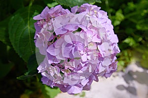 Pink, blue, lilac, violet, purple Hydrangea flower Hydrangea macrophylla  blooming in spring and summer in a garden close up.