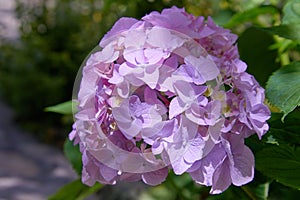 Pink, blue, lilac, violet, purple Hydrangea flower Hydrangea macrophylla  blooming in spring and summer in a garden close up.