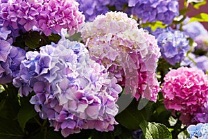 Purple Hydrangea flower Hydrangea macrophylla blooming in spring and summer in a garden