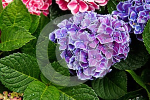 Pink, blue, lilac, violet, purple Hydrangea flower (Hydrangea macrophylla) blooming in spring and summer in a garden. Hydrangea