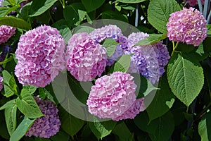 Pink, blue, lilac, violet, purple Hydrangea flower Hydrangea macrophylla  blooming in spring and summer in a garden.