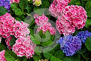 Pink, blue, lilac, violet, purple Hydrangea flower (Hydrangea macrophylla) blooming in spring and summer in a garden. Hydrangea