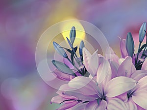 Pink-blue lilies flowers,on the bright blurred background with round yellow, blue,purple highlights. Closeup. Bright floral co