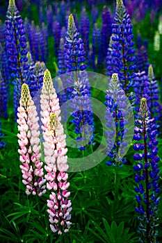 Pink and Blue Lupine Flowers