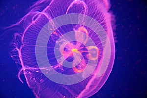 Pink Blue Moon Jellyfish - Aurelia aurita