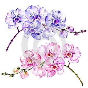 Pink and blue moth orchid Phalaenopsis flowers. Set of two images. Isolated on white background. Watercolor painting.