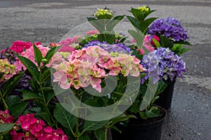 Pink, blue and purple blossoming Hydrangea macrophylla or mophead hortensia in a flower pots outdoors in a plant nursery