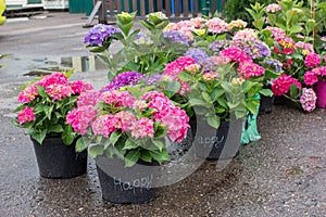Pink, blue and purple blossoming Hydrangea macrophylla or mophead hortensia in a flower pots outdoors in a plant nursery outdoors photo