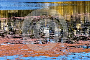 Pink Blue Reflection Abstract Juanita Bay Park Lake Washington Kirkland Washiington