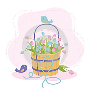 Pink and blue tulips in a bucket. Spring flowers. Vector illustration