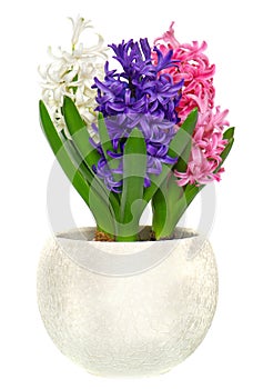 Pink, blue and white hyacinth in pot