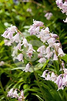 Pink Bluebell flowers