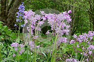 Pink Bluebells - Hyacinthoides non-scripta, Longs Wood, Wreningham, Norfolk, England, UK