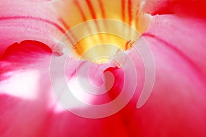 Blurred Pink flower carpel background close-up space photo
