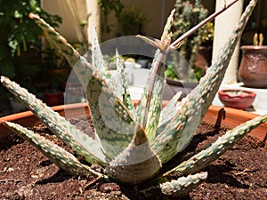 Pink Blush Aloe succulent plant holding in a hand closeup view