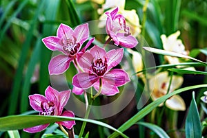 Pink boat orchids Cymbidium devonianum flowering plants in botanical garden photo