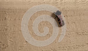 Pink body with a black fuzzy head, the Spanish Moth Xanthopastis regnatrix