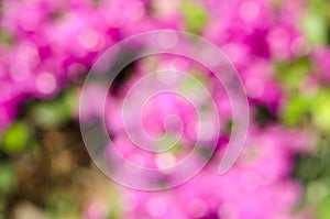 Pink bokeh abstract backgrounds.
