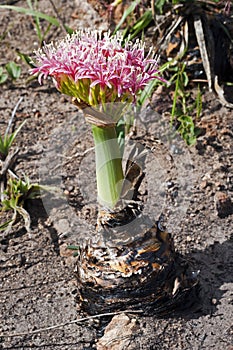 A pink Boophane disticha bulb in full bloom