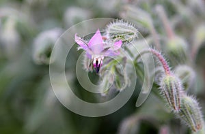 Pink borage flowers Borago officinalis