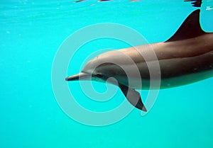 Pink bottle-nose dolphin in light blue water