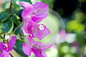 Pink Bougainvillaea Closeup photo