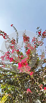Pink bougainville flowers with sky in background