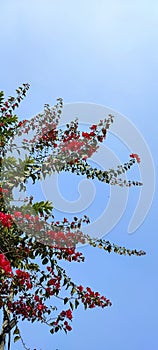 Pink bougainville flowers with sky in background