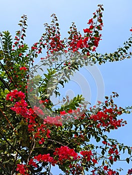 Pink bougainville flowers with sky in background