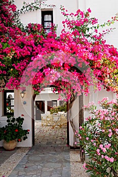 Pink Bougainvillea