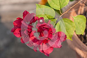 Pink Bougainvillea