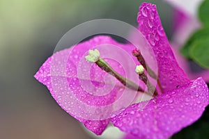 Pink Bougainvillea