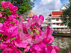 Pink Bougainvillea along the canel