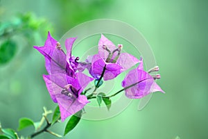 Pink bougainvillea photo