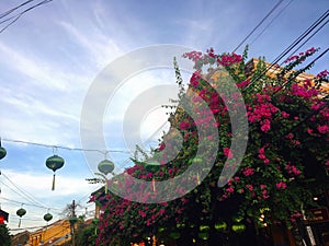 Pink bougainvillea as a symbol of Hoian