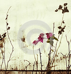 Pink bougainvillea on bleached wall photo