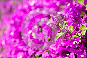 pink bougainvillea blooming flower good for background single focus blurred pink backdrop